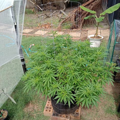 Doorman Lights #2 growlog photo: Progress