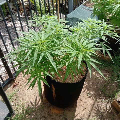 Dorman Lights #4 growlog timeline photo
