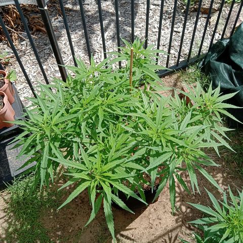 Dorman Lights #4 growlog timeline photo