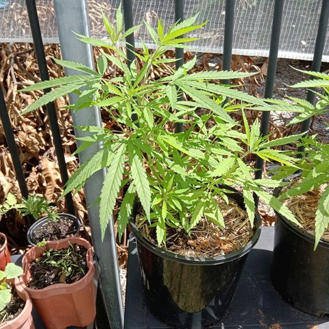 Shelly Strain #1 growlog timeline photo