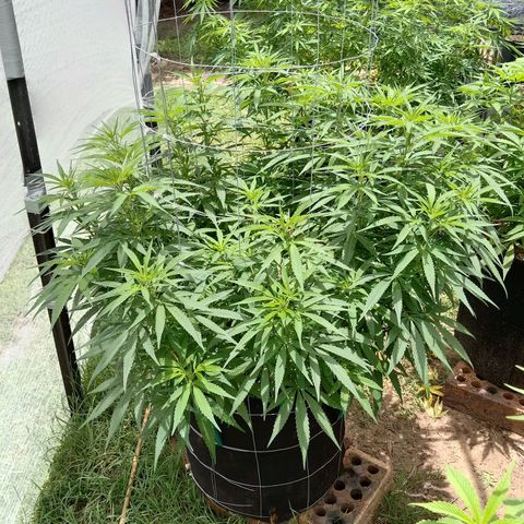 Doorman Lights #1 growlog timeline photo