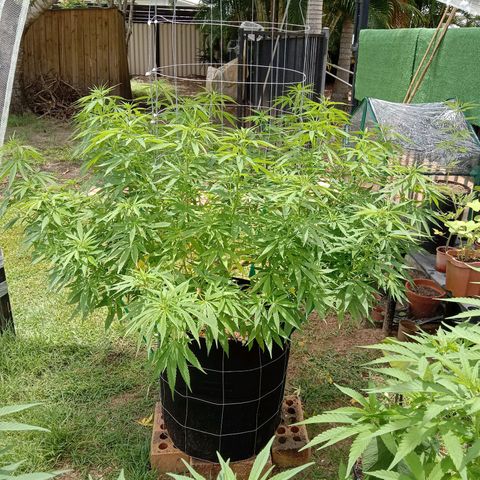 Doorman Lights #2 growlog timeline photo