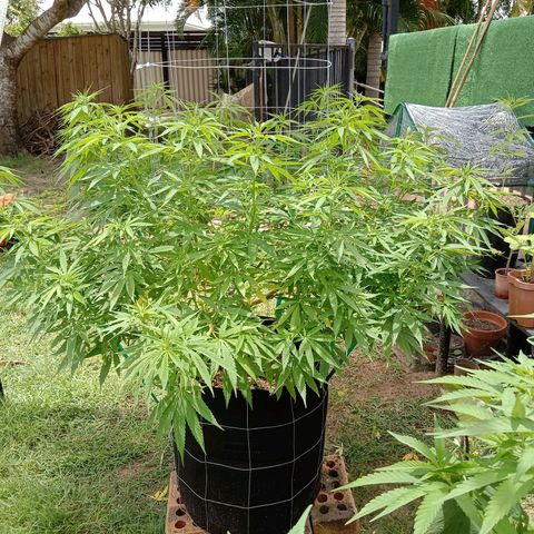 Doorman Lights #2 growlog timeline photo