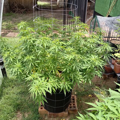Doorman Lights #2 growlog timeline photo