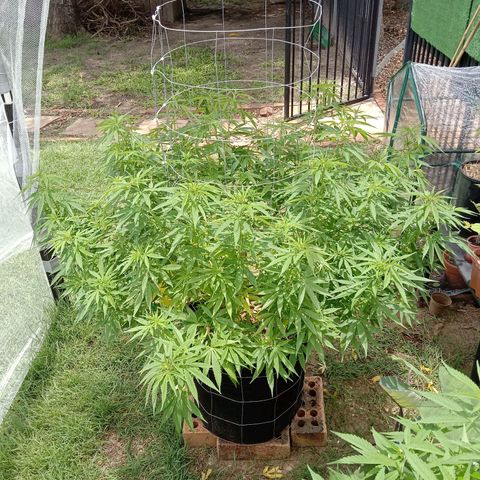 Doorman Lights #2 growlog timeline photo