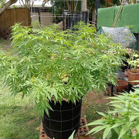 Doorman Lights #2 growlog timeline photo
