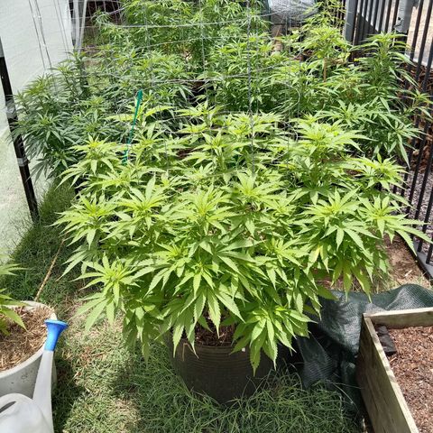 Doorman Lights #3 growlog timeline photo