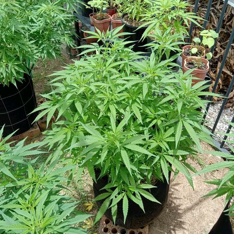 Doorman Lights #5 growlog timeline photo