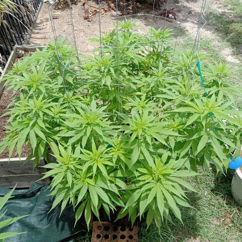 Doorman Lights #3 growlog timeline photo