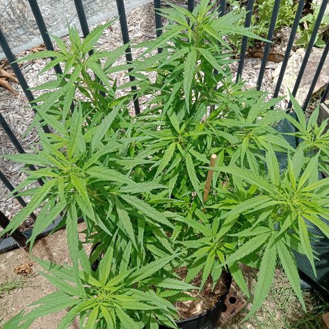 Dorman Lights #4 growlog timeline photo