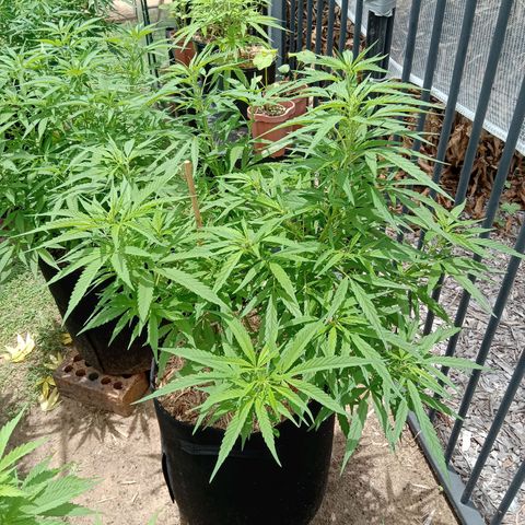 Dorman Lights #4 growlog timeline photo