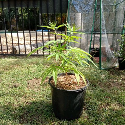 Cornish Kush #2 growlog timeline photo