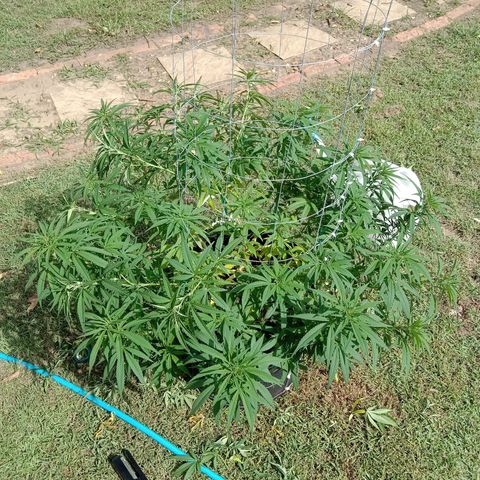 Doorman Lights #1 growlog timeline photo