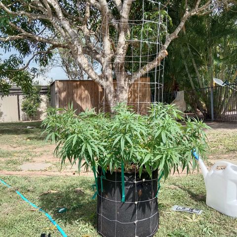 Doorman Lights #1 growlog timeline photo