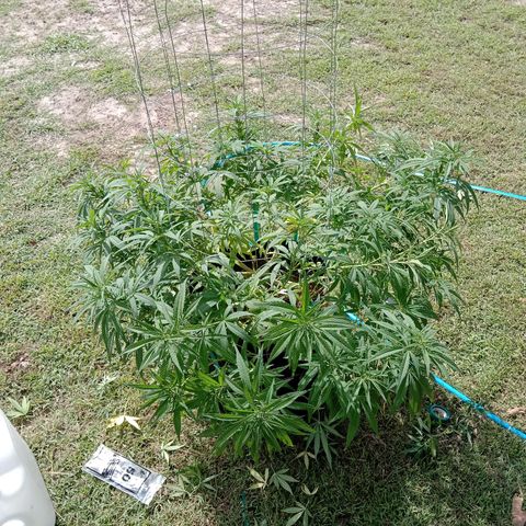 Doorman Lights #1 growlog timeline photo