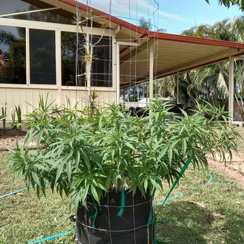 Doorman Lights #1 growlog timeline photo