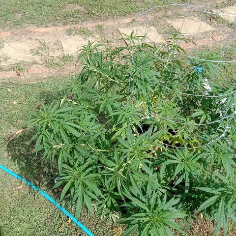 Doorman Lights #1 growlog timeline photo