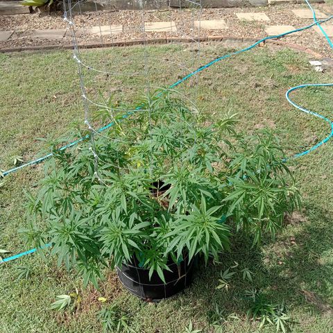 Doorman Lights #1 growlog timeline photo