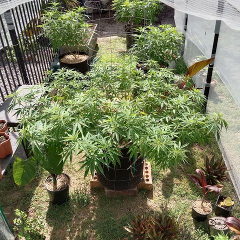 Doorman Lights #2 growlog timeline photo