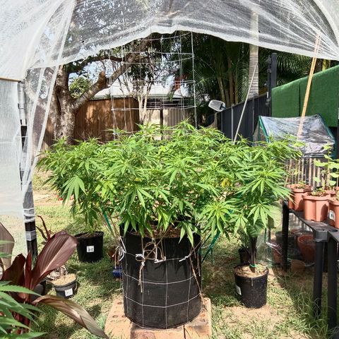 Doorman Lights #2 growlog timeline photo