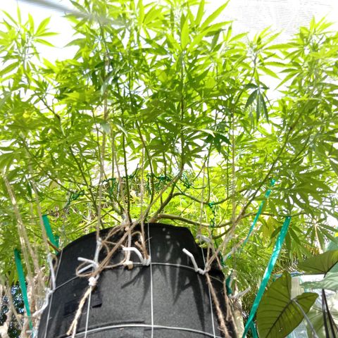 Doorman Lights #2 growlog timeline photo