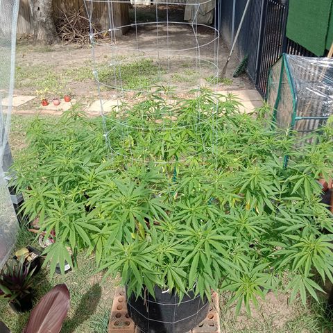 Doorman Lights #2 growlog timeline photo