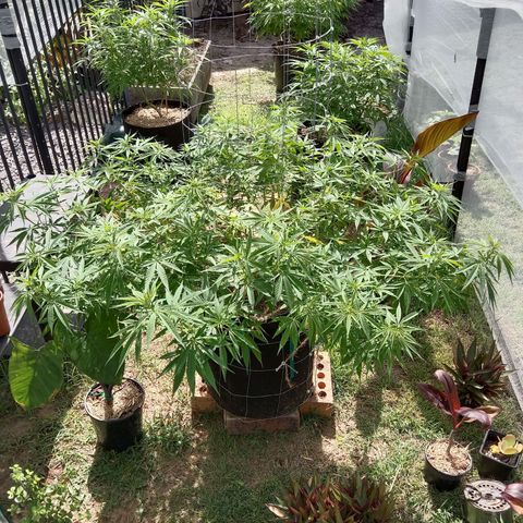 Doorman Lights #2 growlog timeline photo