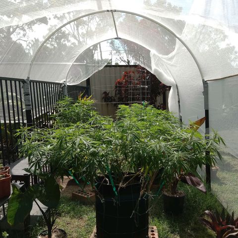 Doorman Lights #2 growlog timeline photo