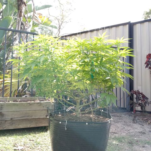 Doorman Lights #3 growlog timeline photo