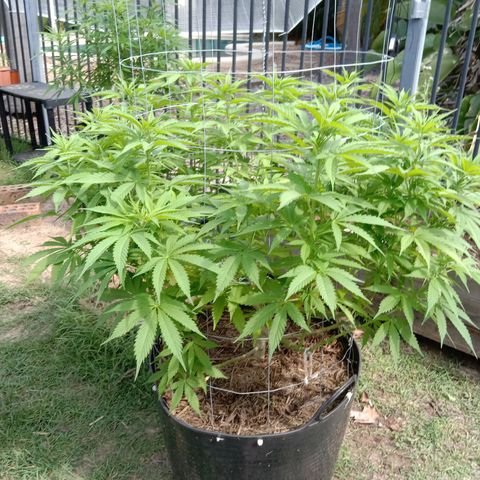 Doorman Lights #3 growlog timeline photo