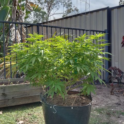 Doorman Lights #3 growlog timeline photo