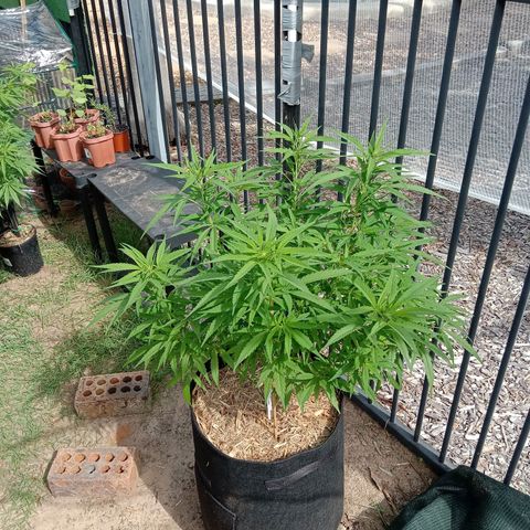 Dorman Lights #4 growlog timeline photo