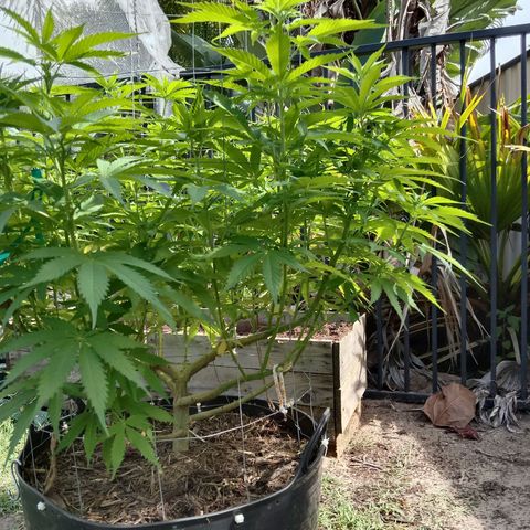 Doorman Lights #3 growlog timeline photo