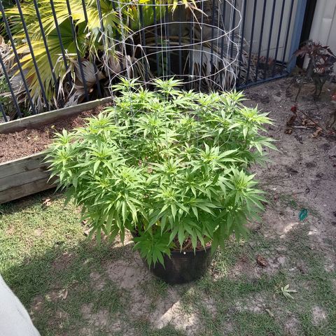 Doorman Lights #3 growlog timeline photo