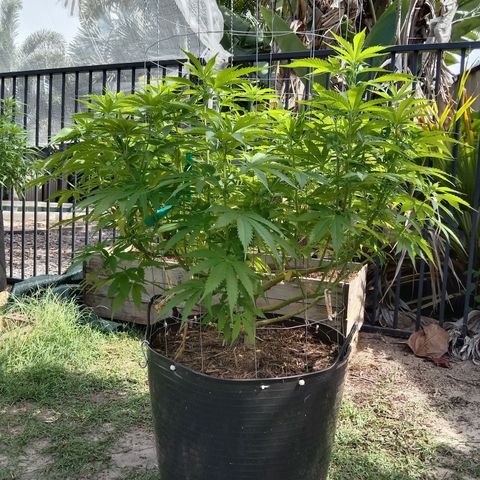 Doorman Lights #3 growlog timeline photo