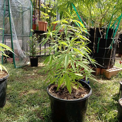 Shelly Strain #1 growlog timeline photo
