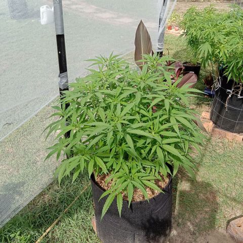 Doorman Lights #5 growlog timeline photo
