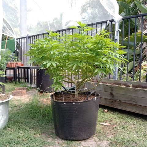Doorman Lights #3 growlog timeline photo