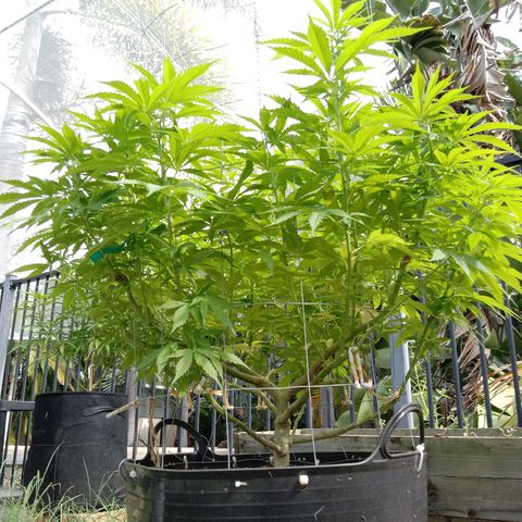 Doorman Lights #3 growlog timeline photo