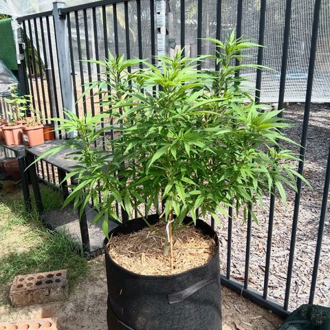 Dorman Lights #4 growlog timeline photo