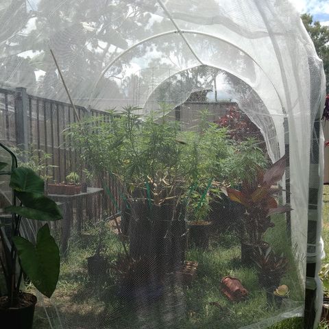 Doorman Lights #2 growlog timeline photo
