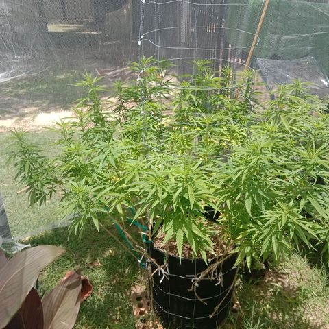 Doorman Lights #2 growlog timeline photo