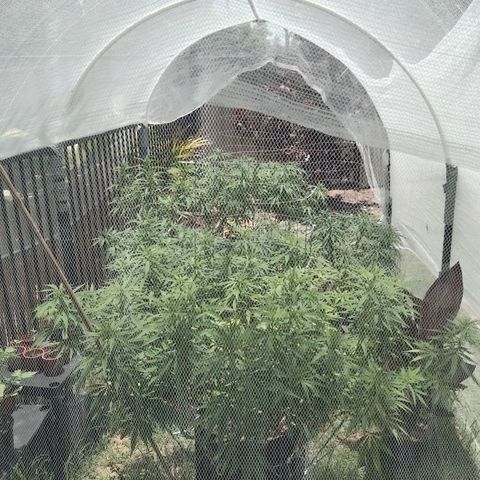 Doorman Lights #2 growlog timeline photo