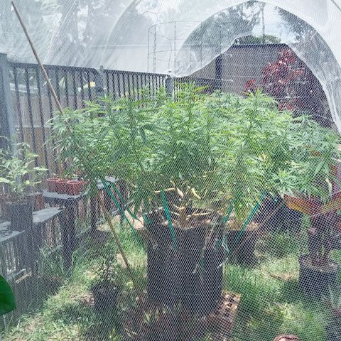 Doorman Lights #2 growlog timeline photo