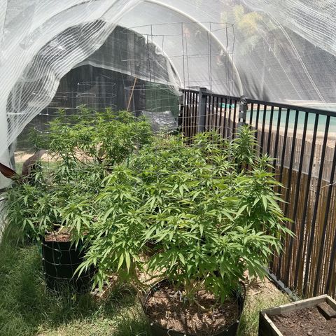 Doorman Lights #3 growlog timeline photo