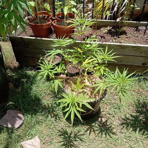 Cornish Kush #2 growlog timeline photo