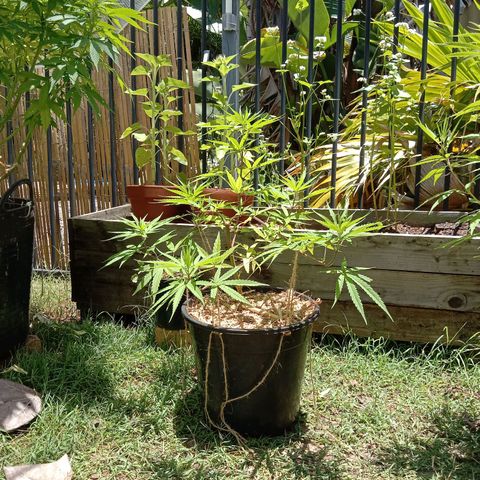 Cornish Kush #2 growlog timeline photo