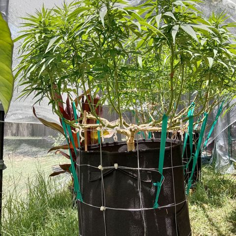 Doorman Lights #1 growlog timeline photo