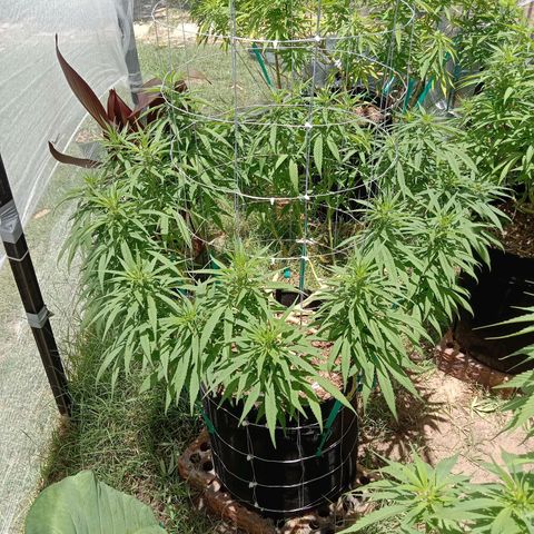 Doorman Lights #1 growlog timeline photo