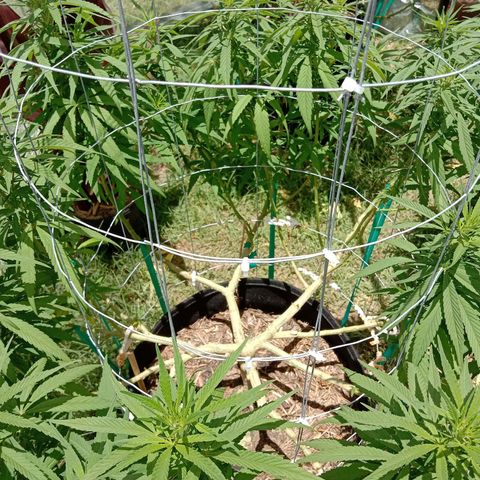 Doorman Lights #1 growlog timeline photo